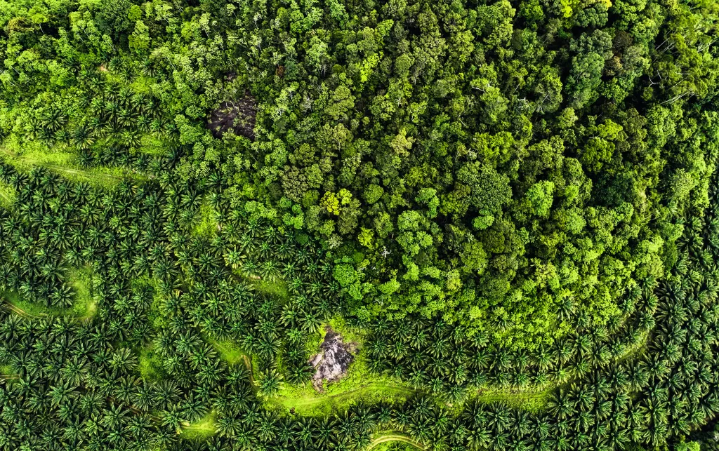 Aerial view of the palm oil plantation (bottom of the photo) encroaching into Kanneliya rainforest, south-west of Sri Lanka.