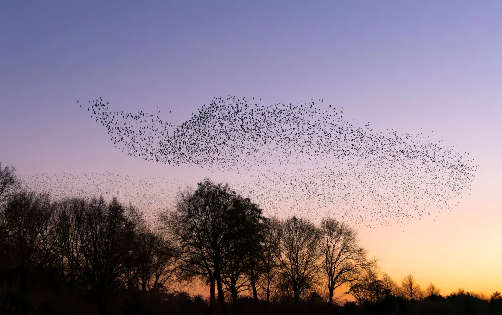 Photograph showing a starling murmuration. 