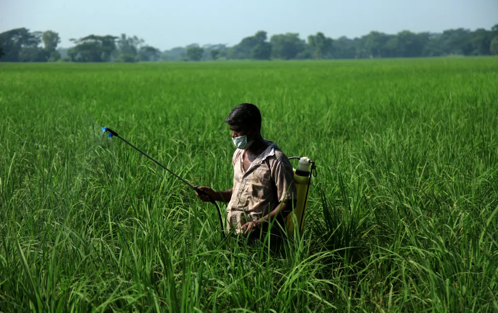 Man sprays pesticides over crops in a green field. He is wearing only a basic face mask, not covering his nose, and no other protective gear.