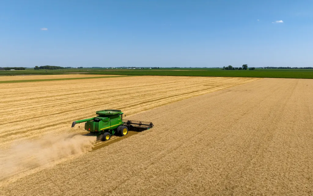 A tractor ploughing through a yellow corn field.