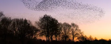 Photograph showing a starling murmuration. 
