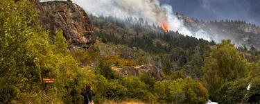 A forest burning as a wildfire rages through it